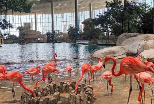 从迪拜出发:谢赫扎耶德清真寺+阿布扎比海洋世界（含接送服务）【惊叹于谢赫扎耶德大清真寺的宏伟壮丽】