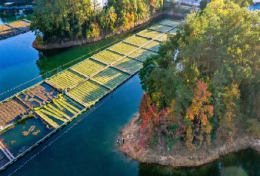 千岛湖梅峰岛纯玩一日游【纯玩无购物】