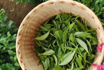 杭州自然与茶文化私人定制游（西湖、宝塔、制茶、徒步等）【探访西湖鲜为人知的角落，攀登至高处，饱览壮丽景色。 下午可以漫步茶园，体验烘焙茶叶的乐趣，或者去拜访隐匿在山间的静谧寺庙。 这是一次包团，仅限您的团队参加。】