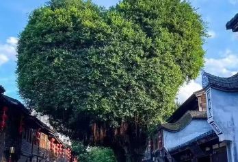 福州一日游：三坊七巷+烟台山+爱心树+林则徐纪念馆+上下杭【串联三坊七巷、林则徐纪念馆等人文地 + 烟台山、爱心树网红点，6/16 人小团，一日玩遍福州核心。】