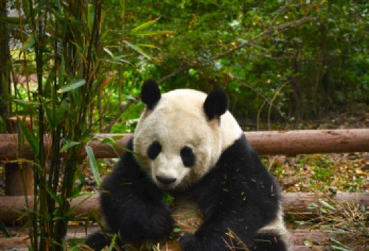 成都大熊猫繁育研究基地+三星堆博物馆【10小时包车】随叫随停【萌系国宝+古蜀文明的强反差组合】