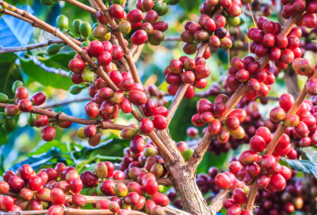 【2-8人纯玩拼小团】普洱太阳河森林公园+咖啡庄园一日游【[懒人友好]2-8人纯玩拼小团上门接送，预留游玩时间充裕，自然野趣X咖啡课堂一次逛够】