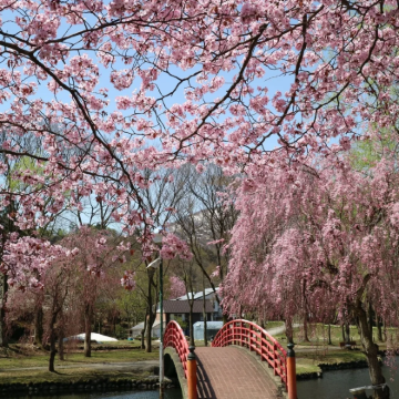 东京・新潟包车游|万代桥+新泻仙贝王国+弥彦神社+空中缆车