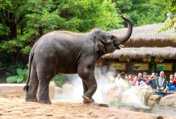 长隆野生动物世界+广州长隆飞鸟乐园一日游【番禺区接送】【长隆野生动物世界无限畅玩】
