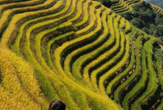 平安至古壮村一日私人徒步之旅，带您游览龙脊梯田。【从平安到古壮村的徒步距离为5公里。 可从桂林或阳朔酒店接客 探索龙脊梯田的雕塑般景观】