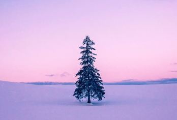 北海道旭山动物园+网红圣诞树+美瑛青池白须瀑布一日游|含票【[打卡网红]旭山动物园 美瑛青池 网红圣诞树】