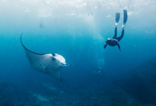 努沙佩尼达：在蝠鲼点与蝠鲼一起浮潜，观赏它们的栖息地【拍摄优雅的蝠鲼的精彩水下照片和视频 您将有 99% 的机会邂逅并与雄伟的蝠鲼一起游泳。 使用 GoPro 相机轻松记录您的浮潜精彩瞬间。】