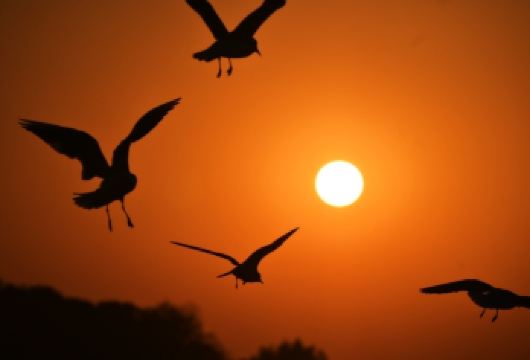 上海出发 【鸥遇橘子海】一日打卡春晚同款古镇，赏鼋头渚红嘴鸥【来无锡鼋头渚，约会西伯利亚红嘴鸥；夕阳余晖下海鸥起舞，海天一色，快来无锡鼋头渚和海鸥来一场浪漫邂逅吧】