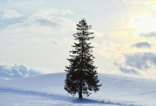 北海道旭川宫前公园+美瑛圣诞树+白须瀑布+精灵露台拼团一日游【札幌站上车，本司使用正规绿牌运营车辆】