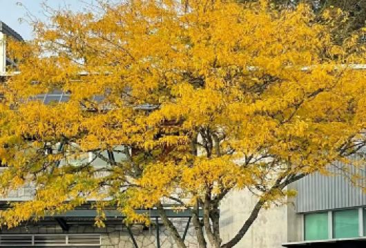 加拿大温哥华：斯坦利公园—加拿大广场—煤气镇休闲一日游【自由省心体验佳：包车形式灵活自由，免去自驾疲劳与拼团约束。专业司机，能根据实时路况优化路线。】