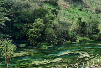 新西兰奥克兰-爱歌顿皇家牧场-罗托鲁瓦【中文专车-惬意舒适】【中文专车出行，行程自己定义，无需等待，专属贴心服务，尽享惬意旅程】