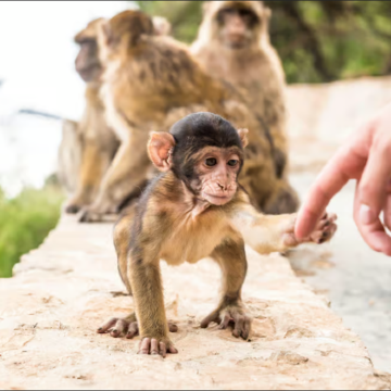 西班牙塞维利亚出发 直布罗陀+上岩国家公园一日游 