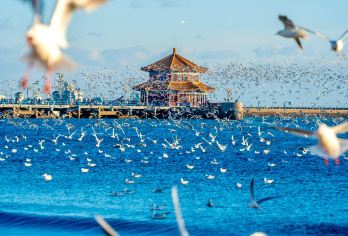 深度赶海+栈桥+信号山+云上海天+八大关+五四广场+小麦岛【提供专业赶海设备 领队带队赶海 包车 私人订制 上门接送 网红打卡】