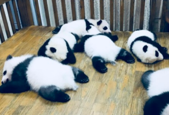 [2-8人包车游+不拼车+含3H讲解]熊猫基地+三星堆一日游【酒店上门接送+当地专业司导+服务质量保障+纯玩无购物】