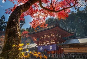 日本大阪+和歌山+三段壁+白良滨一日游/行程可调-可定制多日【包车一日游，解锁旅行新方式！独立车辆配备经验丰富的老司机，为您量身打造专属行程。】