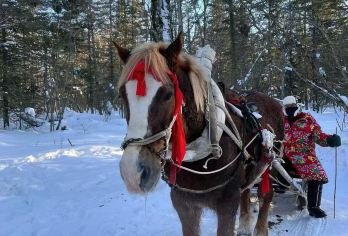 雪乡一日游【马拉爬犁+雪上飞碟+驯鹿园】【体验东北马拉爬犁+雪上飞碟，老少皆宜 体验感强 童话感森系复古感直接拉满】