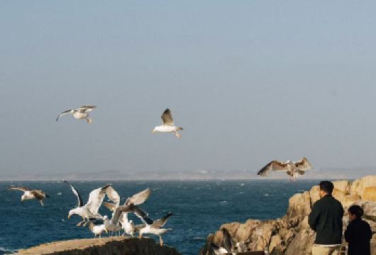 美国旧金山周边蒙特雷半岛+十七里湾+卡梅尔小镇【精品一日游】【经验丰富华人老司机带您玩转经典行程】