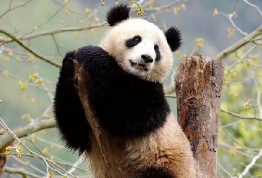 半日小团上午熊猫之旅【近距离接触中国国宝——大熊猫！ 观赏超过100只大熊猫，包括新生熊猫和幼年熊猫 选择跟团游，价格更实惠】