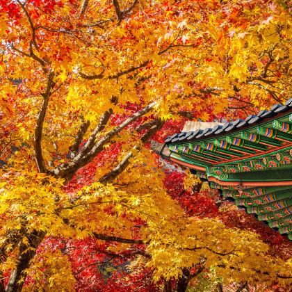 韩国秋日赏枫名所・红叶之旅｜内藏山国立公园一日游｜首尔出发