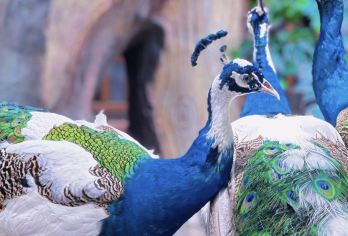 西双版纳原始森林公园+曼掌村一日游【上门接送+小团+门电】【[品质保障]平台售后保障，贴心客服解答，纯玩无购物，玩饱再出发下个打卡点。】