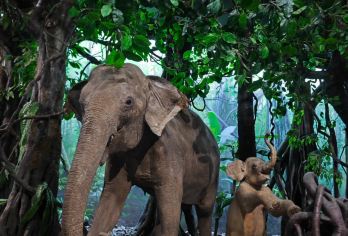 【含预约】浙江省自然博物院（杭州馆）2小时人工讲解服务半日游【[持证讲解]持导游证提供1.5-2小时导览及讲解服务】