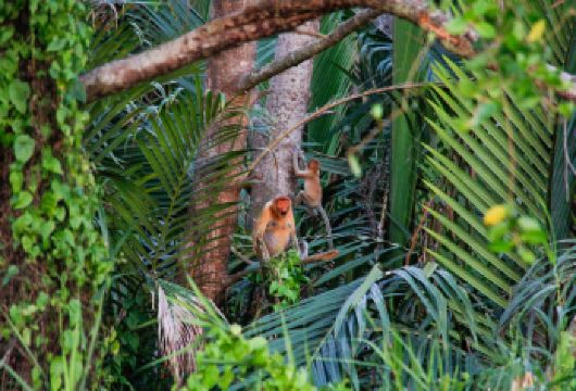 邦加万 红树林和萤火虫河游船 | 沙巴 亚庇【沿着平静的邦加湾河，乘船缓缓前行，沿途风景优美，四周环绕着茂密的红树林和令人心旷神怡的自然风光。如果天气和时间合适，旅程的最后，还能欣赏到萤火虫在河岸上闪烁的奇幻景象。旅程的开端，便是在邦加湾静谧的河口欣赏令人叹为观止的日落，非常适合放松身心，拍照留念。】