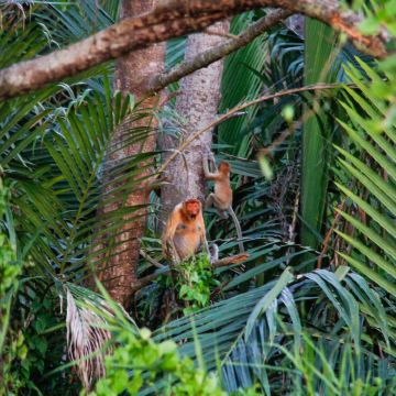 邦加万 红树林和萤火虫河游船 | 沙巴 亚庇
