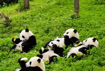 成都接机+市内一日游（12小时包车/可选英文导游）【可选外语导游|专车接送|行程可调|可定制行程】