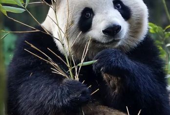 熊猫基地+三星堆一日游【豪华私家团·导游深度讲解】【全程配备理想L9豪华，宽敞舒适空间，品质私家团，私密独立的旅行体验，出行时间更加灵活自由】