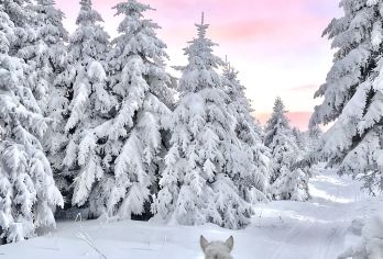 延吉起长白山北坡景区一日游【延吉市区接，6人小团拼车出行】【长白山北景区[天池+长白瀑布+地下森林+绿渊潭+银环湖+聚龙温泉]】