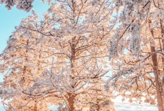 【成都】西岭雪山（滑雪 + 深度游玩）｜包车一日游【南方孩子想冬季玩雪，西岭雪山更具性价比；】