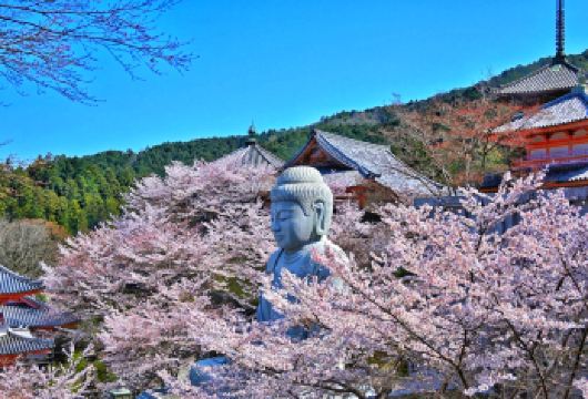 壶阪寺樱花大佛、吉野山及草莓采摘一日游【大阪出发】【漫步吉野山与壶阪寺，在满山樱色中打卡震撼的“樱花大佛”，尽享奈良春景】