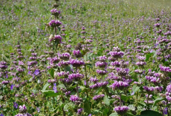 阿克苏托木尔景区塔村航拍纯玩无购物小团游【阿克苏人民的后花园；随车服务；城区酒店免费接送；】