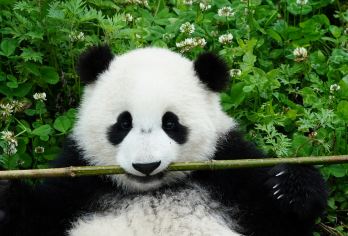 都江堰+熊猫基地一日游【2-8人小团/含门票/三环上门接】【严选司机]10-30多年驾龄，老司机为您保驾护航，安全出游是我们看重的点。】