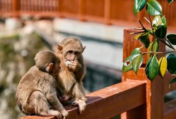 【慢下来·真假期】探秘桐木关·溯溪玩水·山野猴谷纯玩包车1日【国庆停车难，不然车停到距离景区入口几公里的地方，还有徒步，特别是带一家老小，不方便；】