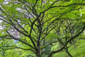 喇叭河1日游【真纯玩|轻徒步|秋日看彩林|冬日观云海雪景】【[东线:徒步游览]往返约9KM，约步行3小时，一路上溪流、木质吊桥、终点处更有倾泻而下的蓝水晶大瀑布】