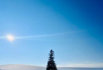 美瑛孤独树+白须瀑布+旭山动物园+森林精灵露台【定制包车】【当地专业“老司机”，靠谱贴心服务，详细了解日本当地风土人情】