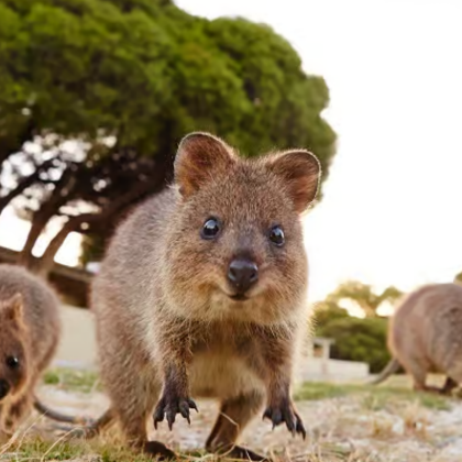 澳大利亚珀斯罗特尼斯岛往返船票：可选接送