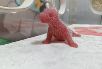 成都熊猫基地官方认证半日研学活动-《熊猫妈妈的育儿日记》【研学老师统一带队入园，走研学专用通道，快速入园免排队】