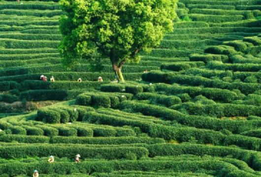 杭州西湖龙井村半日游【专车接送+采茶炒茶体验+品狮峰龙井】【戴上斗笠，背上茶篓化身茶农，带着孩子，解锁非遗炒茶技艺，享受亲子快乐时光~】