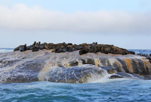 开普敦精品小团一日游，好望角+企鹅滩，市区酒店接送【与专业向导一起，开启一整天沉浸式的开普敦经典之旅】