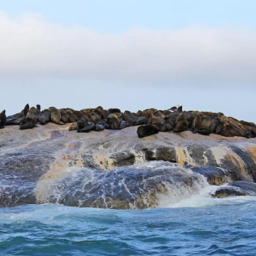 开普敦精品小团一日游，好望角+企鹅滩，市区酒店接送