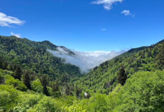 美国亚特兰大大烟山国家公园-森林赏景【中文专车-惬意舒适】【中文专车出行，行程自己定义，无需等待，专属贴心服务，尽享惬意旅程】