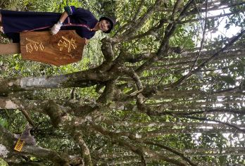 南糯山+曼丢傣家古寨一日游【体验茶农生活+采茶制茶吃茶品茶】【小众秘境，无拘无束，避开人潮，融入当地慢生活】