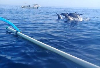 巴厘岛罗威那海豚观赏和浮潜之旅【体验在罗威那观赏海豚的刺激，并在巴厘岛清澈的海水中浮潜——所有精彩尽在一次精彩的旅程中！欣赏海豚在海浪中翩翩起舞的迷人日出，之后在色彩缤纷的珊瑚礁中浮潜。与野生海豚共舞，欣赏巴厘岛北部海岸的水下美景，开启难忘的清晨探险之旅。】