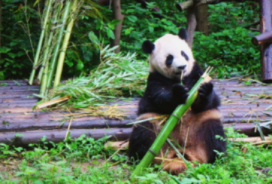 成都熊猫基地+乐山大佛一日游【2-8人私家团+包车上门接送】【[专业服务团队]专注四川历史景点+真纯玩+无购物+0套路+0推销】