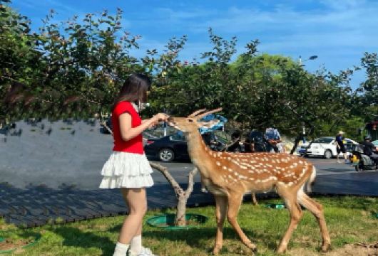 大连棒棰岛+野生梅花鹿一日游【私家团•家庭游包车|上门接送】【温和服务：市中心酒店上门接您，出行无忧，纯绿色的旅行，无购物无自费，团行多样化】