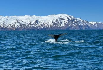 冰岛阿克雷里+胡萨维克鲸鱼博物馆+神之瀑布一日游|追鲸之旅【胡萨维克观鲸：被誉为“欧洲观鲸之都”，是冰岛观鲸地点之一，成功率高达99%。】