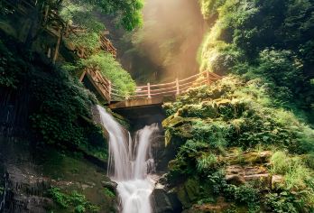 成都出发：碧峰峡一日游（包车）【可选英文导游|专车接送|行程可调|可定制行程】