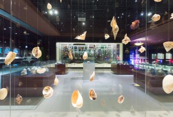 青岛森林野生动物世界+东方影都度假区+贝壳博物馆+黄岛金沙滩【中文司机】